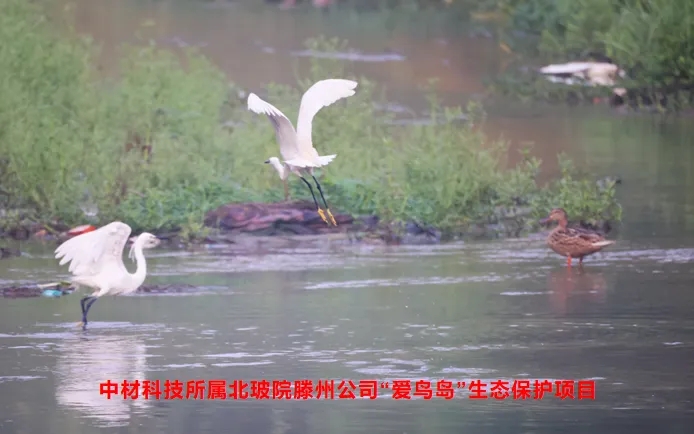 中材科技MSCI ESG評級提升，彰顯綠色發(fā)展理念